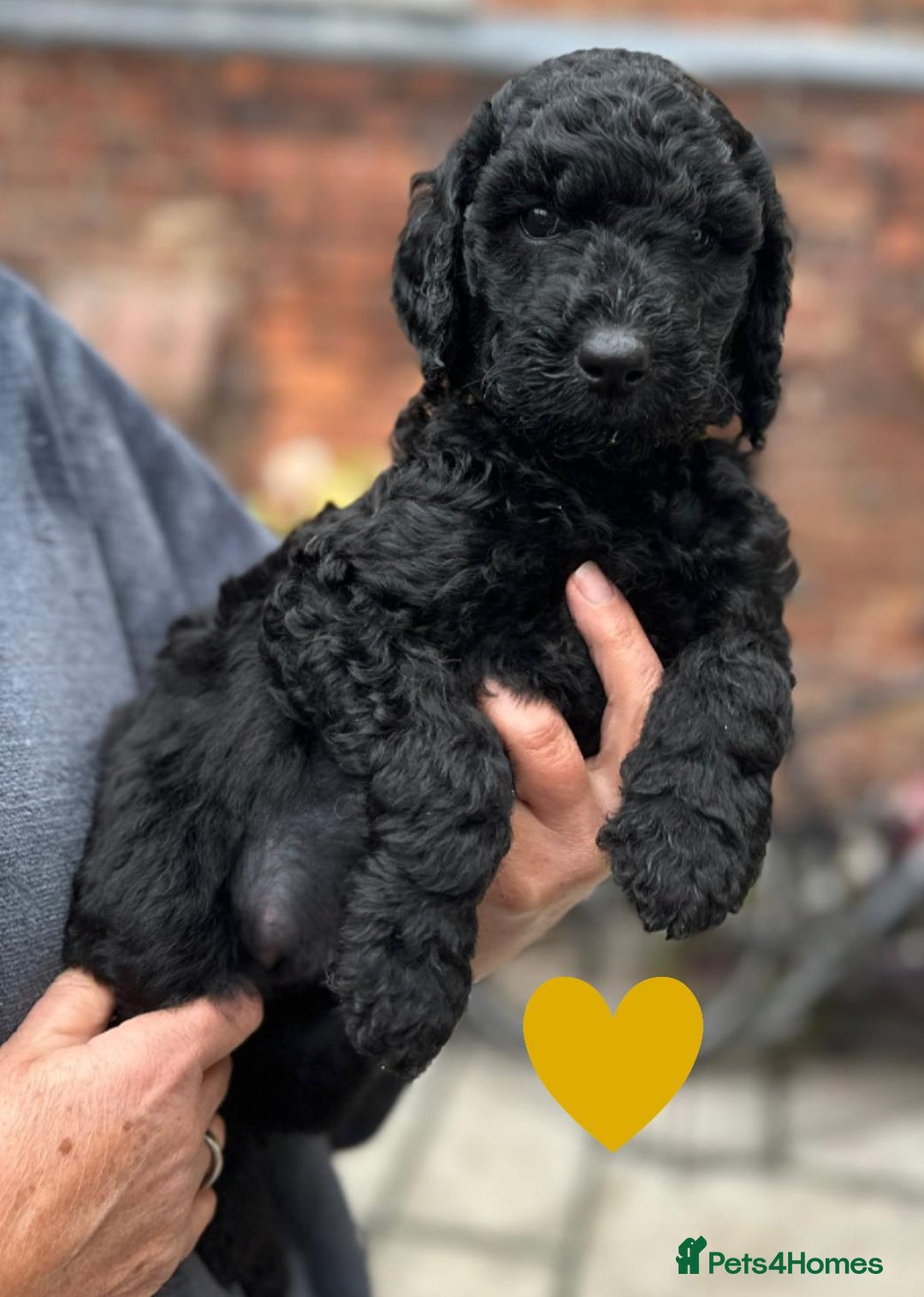 Labradoodle dogs for sale: Labradoodle puppies - Ready for forever homes now - Image 36