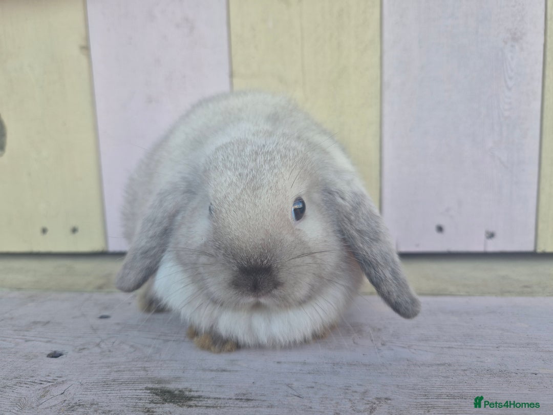 Mini Lop rabbits for sale: 💙 Beautiful and friendly mini lop boys 💙 - Advert 19