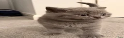 Scottish Fold cats for sale: Scottish Fold and Scottish straight kittens. - Advert 12