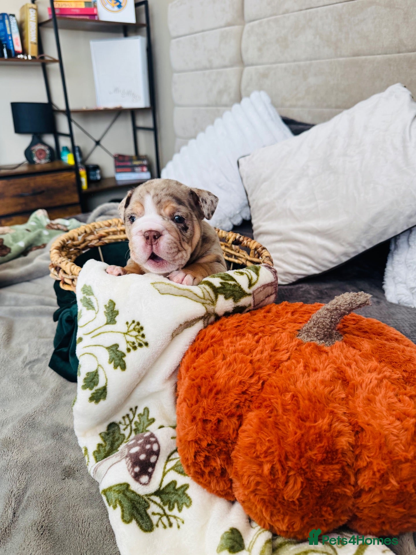 English Bulldog dogs 🦁👑 Leo the King 🐶 👑  - Advert 1