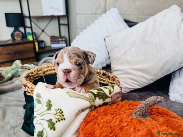 English Bulldog dogs for sale: 🦁👑 Leo the King 🐶 👑 - Advert 1