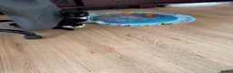 Mixed Breed cats for sale: Adorable kitten looking loving home  - Advert 8