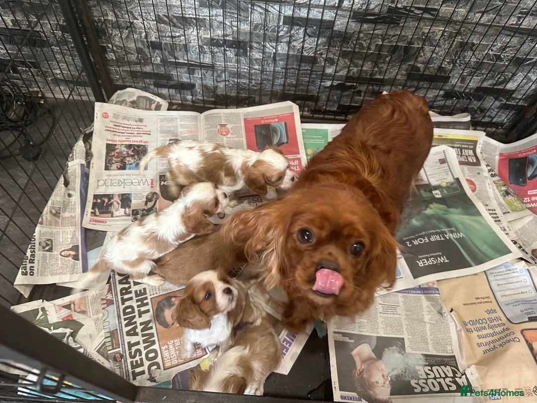 Cavalier King Charles Spaniel dogs for sale: ** DNA CLEAR 🧬 KC REGISTERED CAVALIER PUPPIES ** - Advert 15