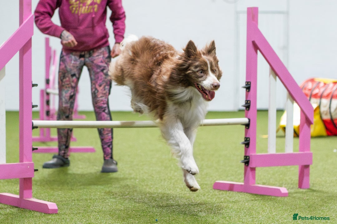 Border Collie dogs for stud: Fully health tested lilac duel KC/ISDS For stud  in Boston - Image 5