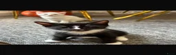 Turkish Van cats for sale: Beautiful Turkish van kittens for sale.  - Advert 4