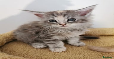 Maine Coon cats - Advert 5