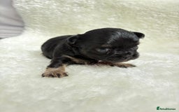 Chihuahua dogs for sale: Long Haired Applehead puppies - Advert 11