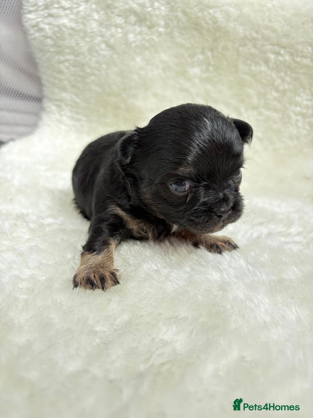Chihuahua dogs for sale: Long Haired Applehead puppies - Advert 11