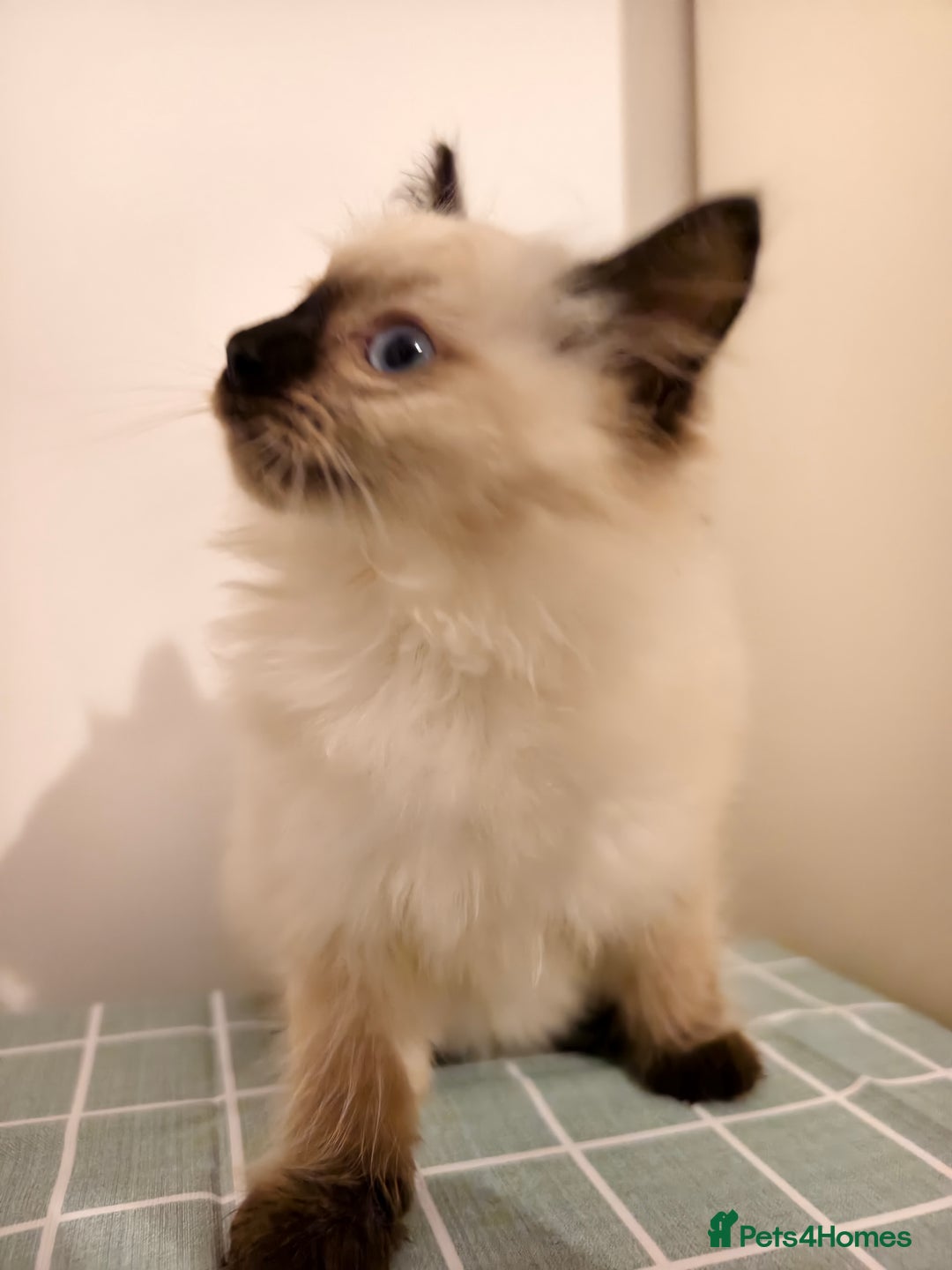 Ragdoll cats for sale: Beautiful Seal Point Ragdoll Kittens – for sale - Advert 7