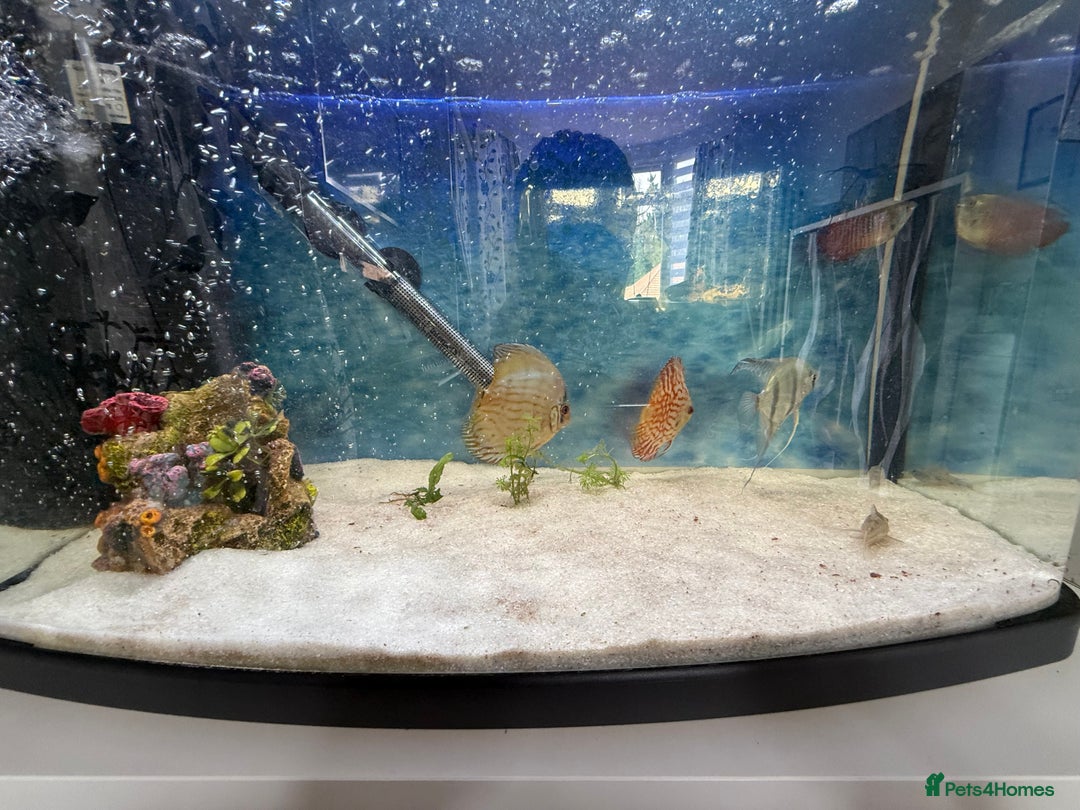 Discus fish for sale: 64L Tropical Fish Tank – Full Setup with Fish - Image 4