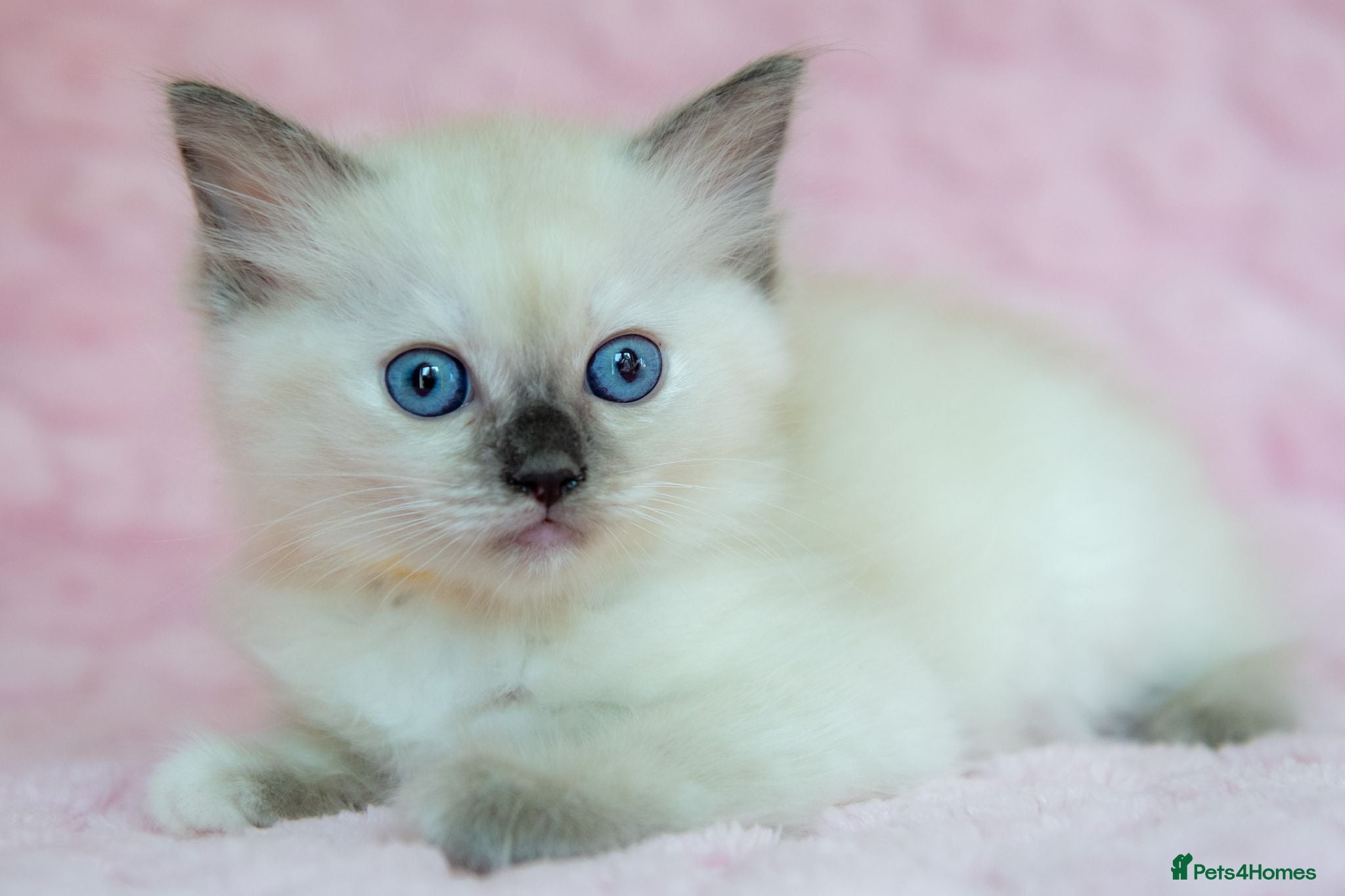 Ragdoll cats Stunning Ragdolls Ready Now. - Advert 2