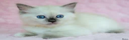Ragdoll cats for sale: Stunning Ragdolls Ready Now. - Advert 4
