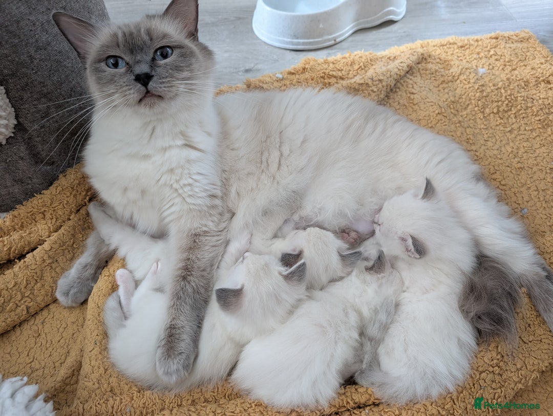 Ragdoll cats for sale: *READY NOW* GCCF Ragdoll Kitten Active/Non-Active in Liverpool - Image 8