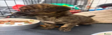 Chihuahua 2
