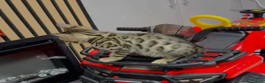 Bengal Kitten 1