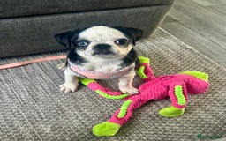 Pug dogs for sale: Stunning Puppy Unique Blue Eye Very Loving - Image 1