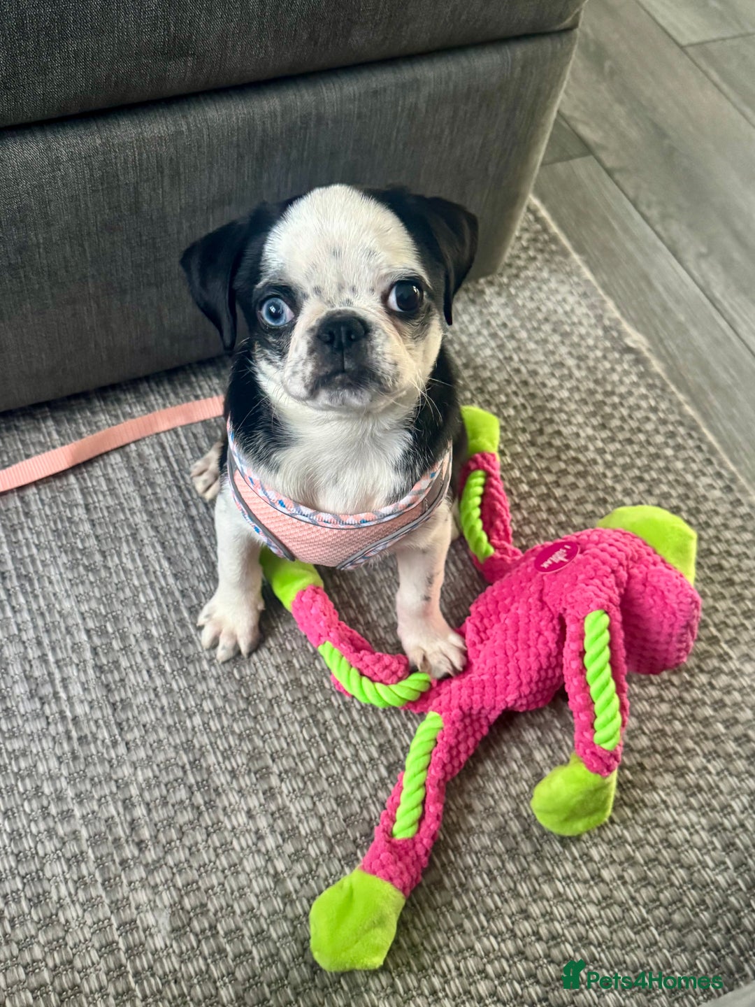 Pug dogs for sale: Stunning Puppy Unique Blue Eye Very Loving - Image 1