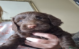 Sproodle dogs for sale: F1 health tested sproodle puppies  in Kidderminster - Image 12