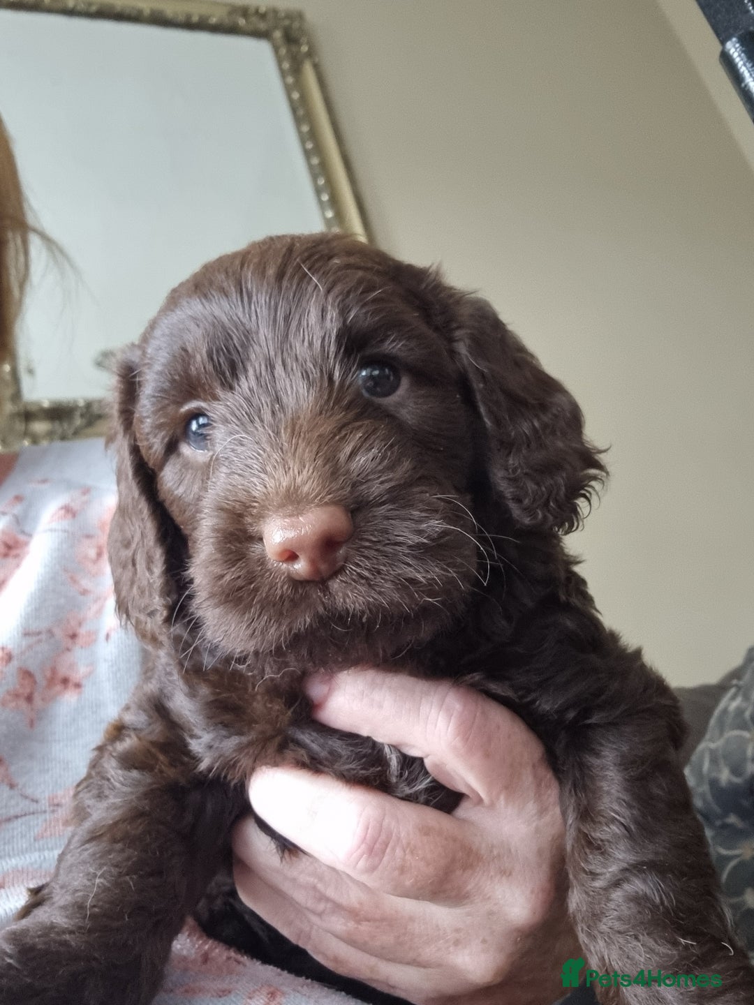 Sproodle dogs for sale: F1 health tested sproodle puppies  in Kidderminster - Image 12