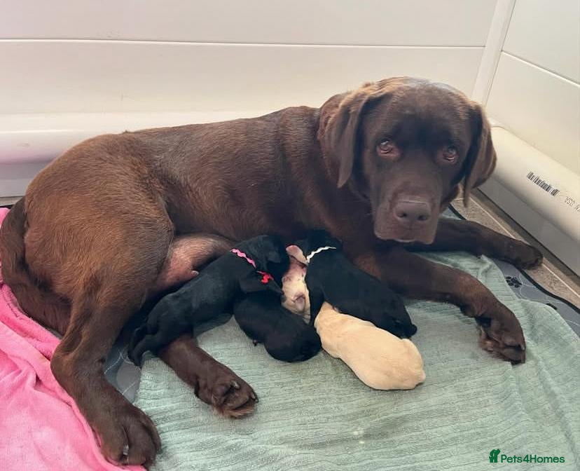 Labrador Retriever dogs Black Chunky Lab Puppies - Advert 2