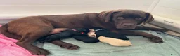 Labrador Retriever dogs for sale: Black Chunky Lab Puppies in Leatherhead - Advert 1