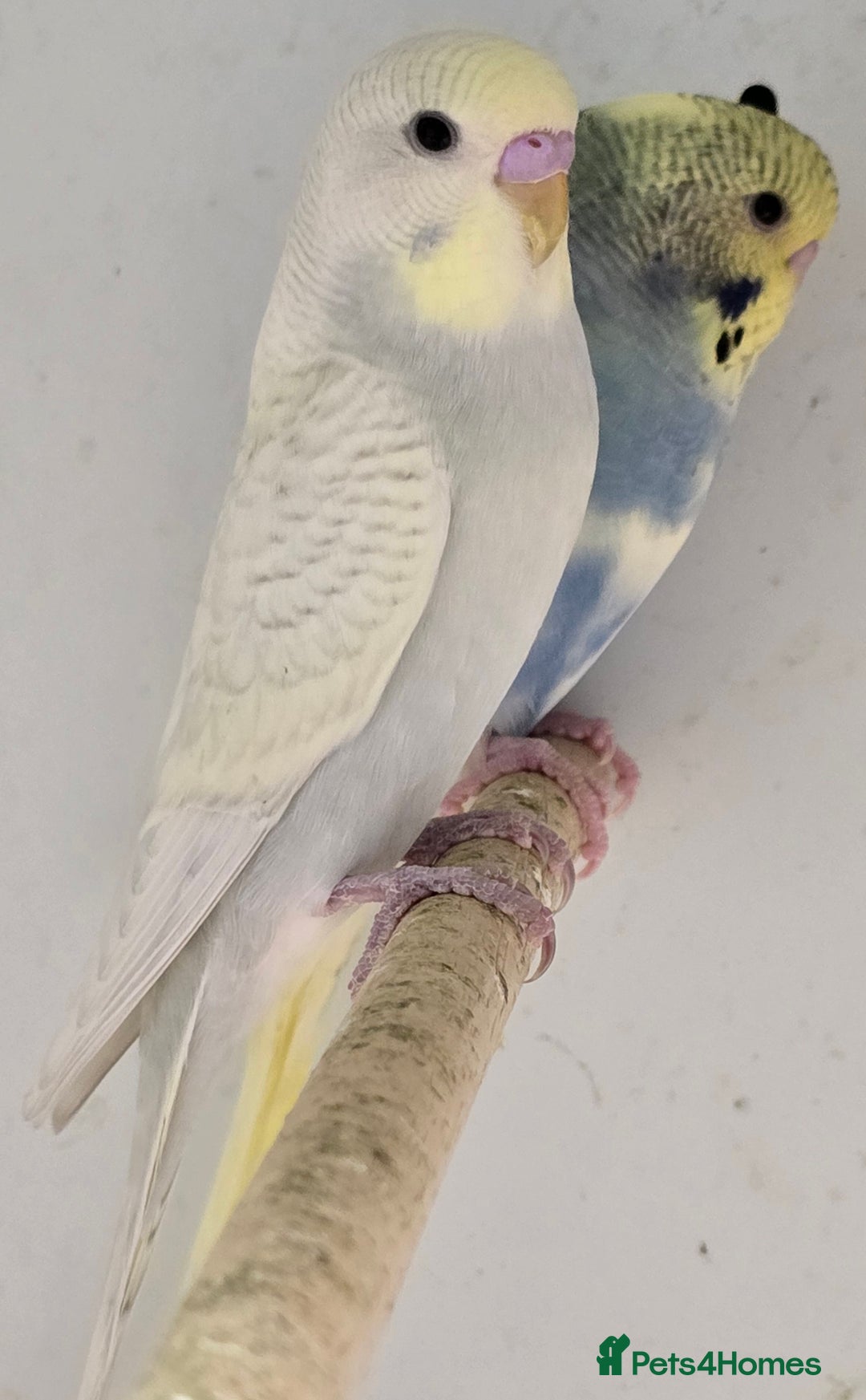 Budgerigars birds for sale: Stunning Baby Budgies available now!!! - Advert 11