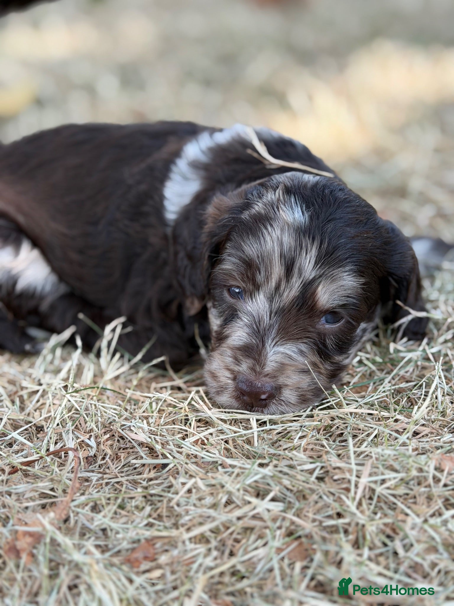 Sproodle dogs F1 Sproodles FULL DNA 5⭐️ Licensed Breeder - Advert 2
