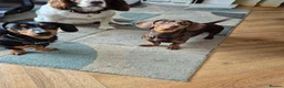 Dachshund dogs for sale: 1 male one female  - Advert 6