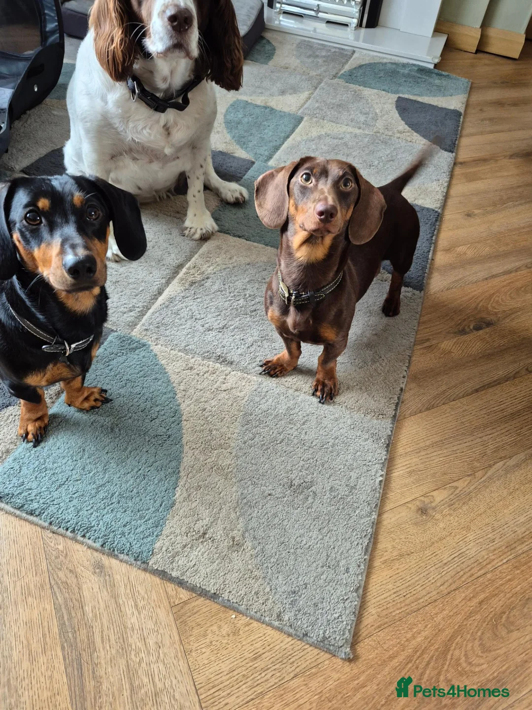 Dachshund dogs for sale: 1 male one female  - Advert 6