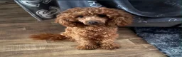 Miniature Poodle dogs for sale: Miniature poodle boys, ready to leave  - Advert 14