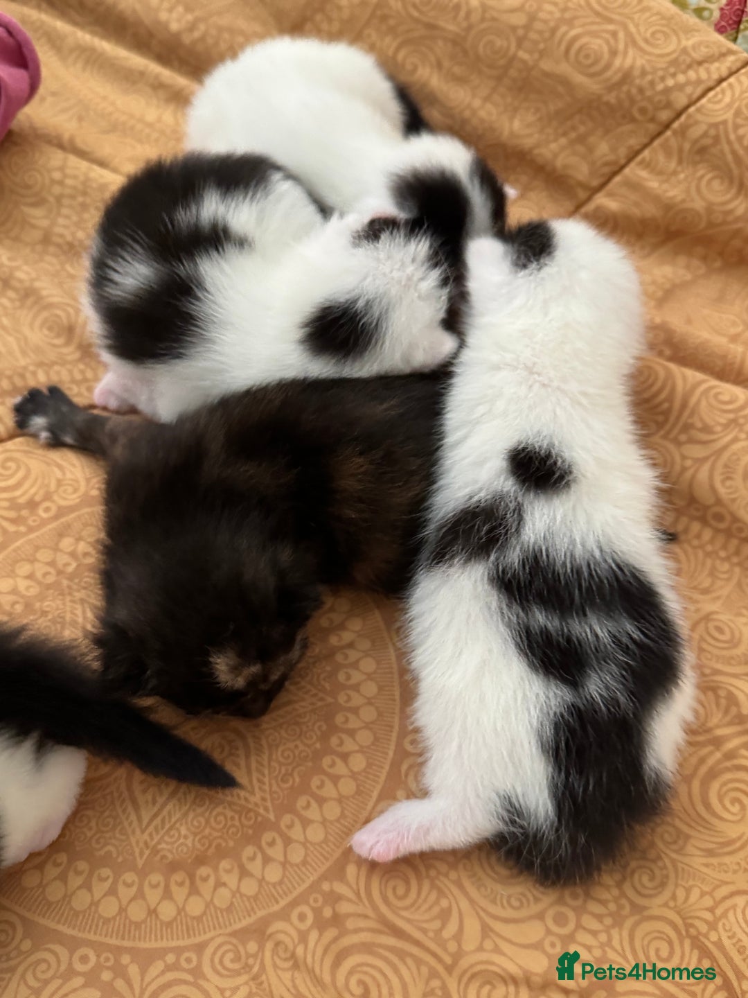 Mixed Breed cats for sale: 5 kittens looking for forever home  - Image 14