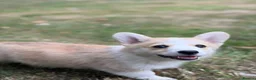 Welsh Corgi Pembroke dogs for sale:  Pembrokeshire Corgi Puppies for sale!🏡 - Advert 5