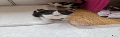 Mixed Breed Kitten 5