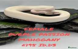 Python Snake reptiles for sale: Purple passion mahogany Ball Python  - Image 1
