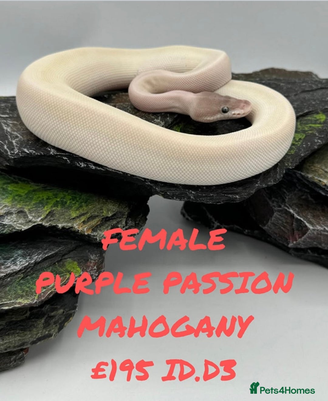 Python Snake reptiles for sale: Purple passion mahogany Ball Python  - Image 1