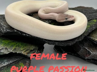 Python Snake reptiles for sale - Advert 1