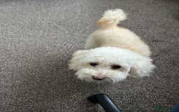 Toy Poodle dogs for stud: Gucci Toy Poodle Stud - Image 3