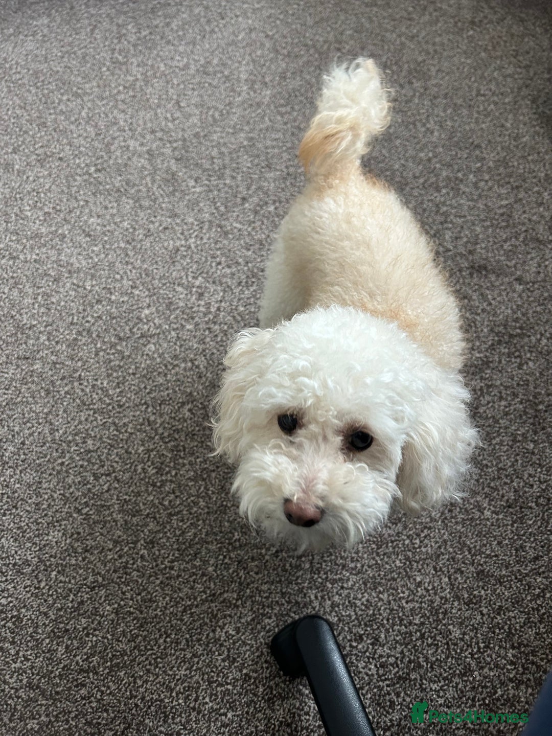 Toy Poodle dogs for stud: Gucci Toy Poodle Stud - Image 3