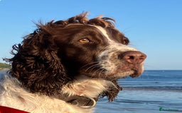 Mixed Breed dogs for sale: English Springer Spaniel X Cockerpoo  - Image 2