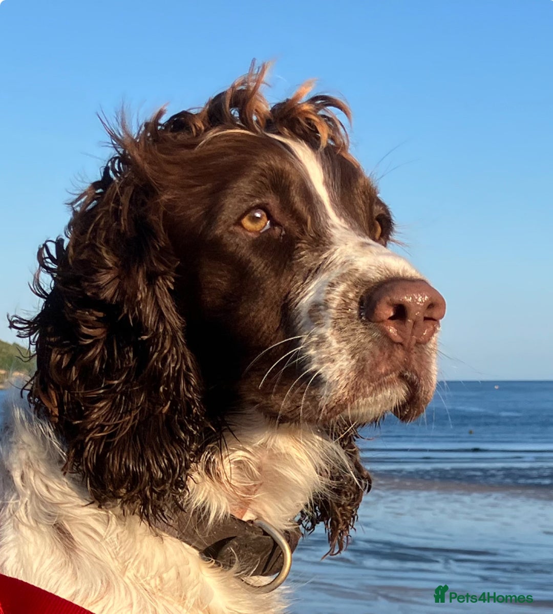 Mixed Breed dogs for sale: English Springer Spaniel X Cockerpoo  - Image 2