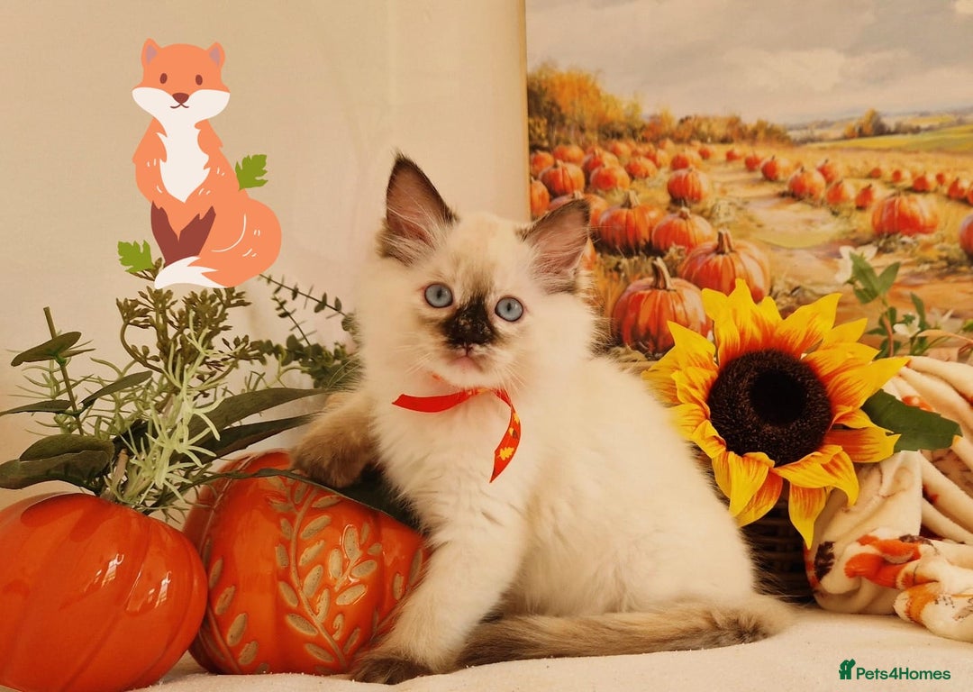 Ragdoll cats for sale: GCCF Ragdoll Kittens - Outstanding!  - Image 6