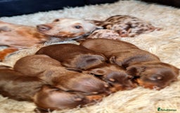 Miniature Dachshund dogs for sale: 💜Extra miniature chocholate dapple daschunds💜  - Image 16