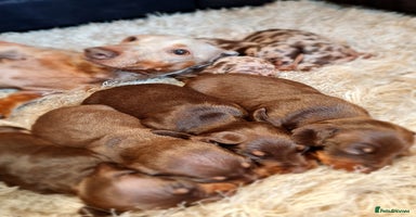 Miniature Dachshund dogs - Advert 7