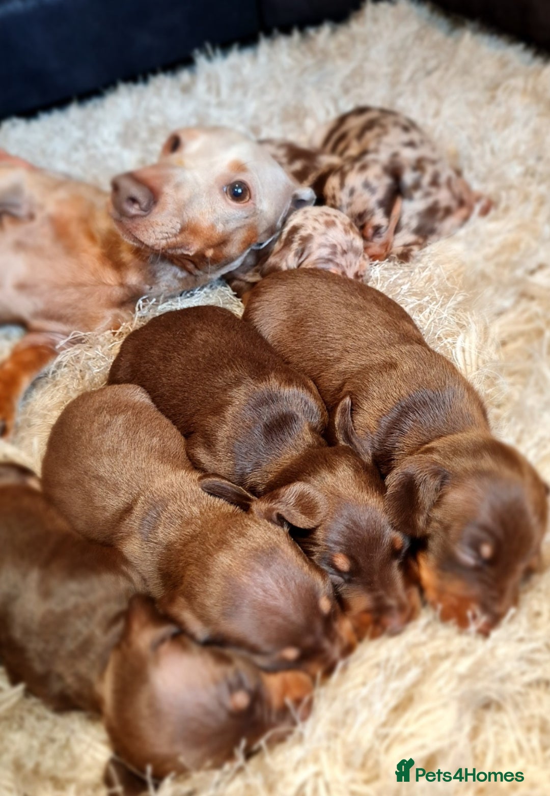 Miniature Dachshund dogs for sale: 💜Extra miniature chocholate dapple daschunds💜  - Image 16