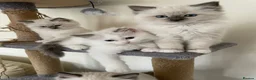 Ragdoll cats for sale: Stunning GCCF Registered Ragdoll kittens in Redruth - Advert 4
