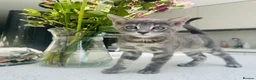 Bengal cats for sale: 3 Beautiful Blue Female TICA Reg Bengal kittens  - Advert 18