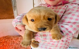 Labrador Retriever dogs for sale: Gorgeous KC Labrador puppies  - Image 4