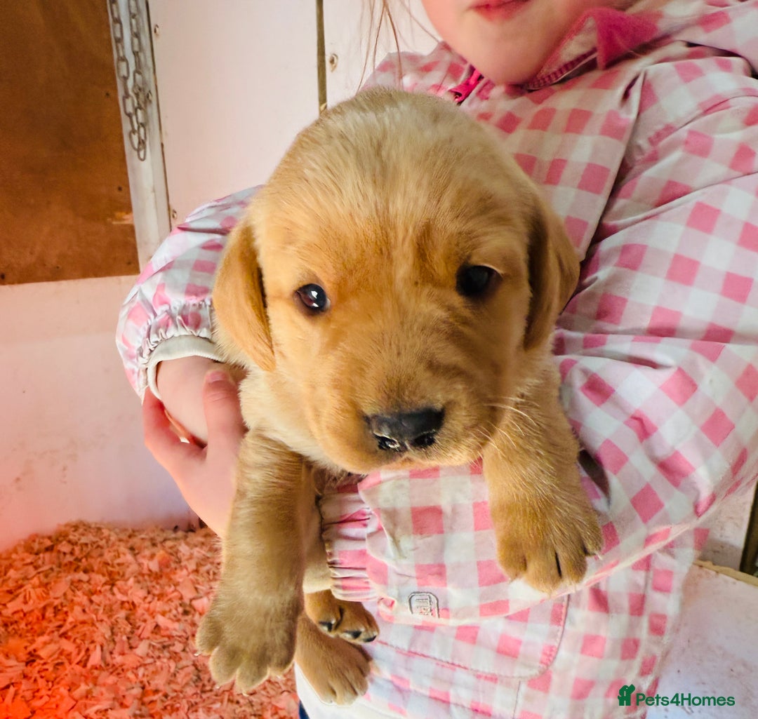 Labrador Retriever dogs for sale: Gorgeous KC Labrador puppies  - Image 4