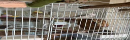 Cockatiels birds for sale: Cockatiels  - Advert 3