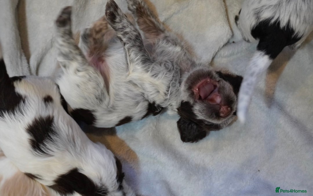 Cocker Spaniel dogs for sale: KC Registered Working Cocker Spaniel Puppies  - Advert 22